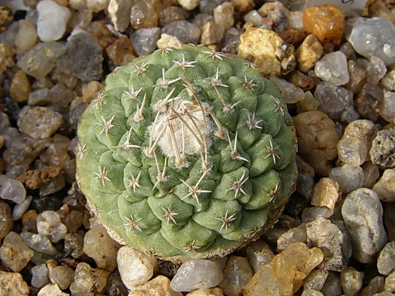 Strombocactus disciformis3 (2625 відвідувань) Strombocactus disciformis3