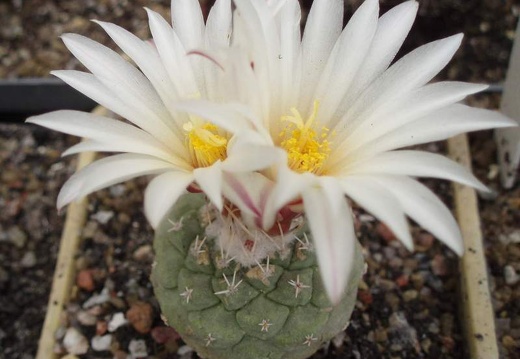 Strombocactus