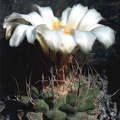 Strombocactus disciformis (2913 відвідувань) Фото и растение Юрия Пикуля (Киев)
Strombocactus disciformis