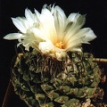 Strombocactus disciformis (2784 відвідувань) Фото и растение Арлена Алексанровича Буренкова (Киев) Strombocactus disciformis