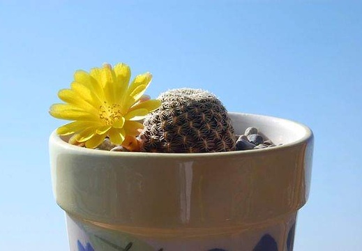 Ph Sulcorebutia langeri HS 240 VitNat (2125 відвідувань) Ph Sulcorebutia langeri HS 240 VitNat