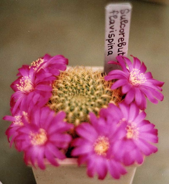 Sulcorebutia-flevispina.jpg