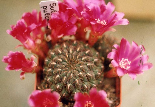 Sulcorebutia pulchra (2862 відвідувань) Фото и растение Elton Roberts (California)
Sulcorebutia pulchra
