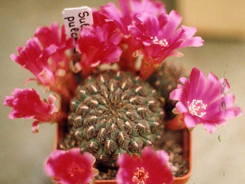 Sulcorebutia pulchra (2860 відвідувань) Фото и растение Elton Roberts (California)
Sulcorebutia pulchra