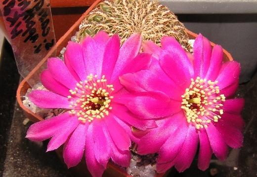 Sulcorebutia applanatawk217a (2455 відвідувань) Sulcorebutia applanatawk217a