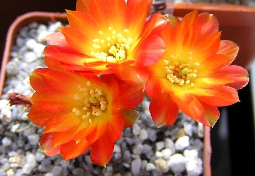 Sulcorebutia callecallensisl389 (2541 відвідувань) Sulcorebutia callecallensisl389