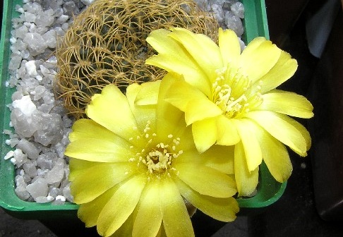 Sulcorebutia candiae1 (2559 відвідувань) Sulcorebutia candiae1