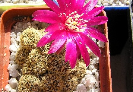 Sulcorebutia crispatahs251 (2611 відвідувань) Sulcorebutia crispatahs251