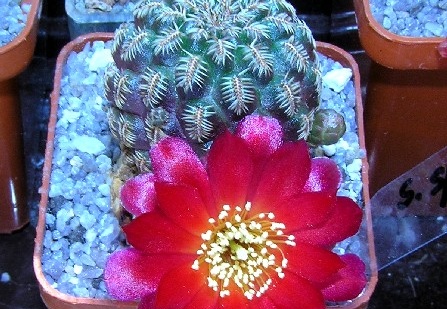 Sulcorebutia eh6266 (2428 відвідувань) Sulcorebutia eh6266