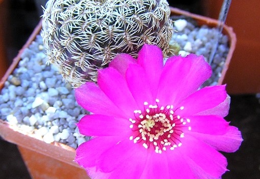 Sulcorebutia gemmaegr18 (2053 відвідувань) Sulcorebutia gemmaegr18