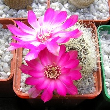 Sulcorebutia geroseniliskk2005 (1795 відвідувань) Sulcorebutia geroseniliskk2005