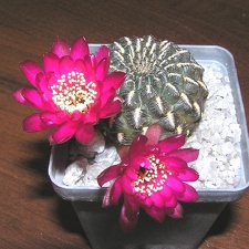 Sulcorebutia heinziihs151 (1866 відвідувань) Sulcorebutia heinziihs151
