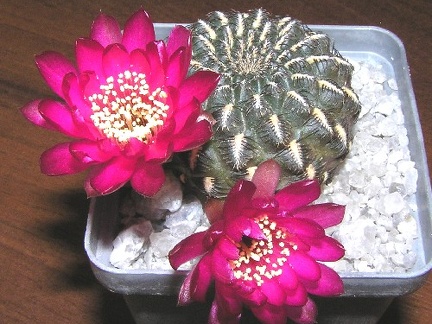 Sulcorebutia heinziihs151 (1870 відвідувань) Sulcorebutia heinziihs151