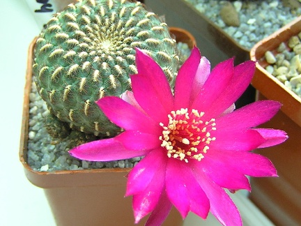 Sulcorebutia henziijk153 (2181 відвідувань) Sulcorebutia henziijk153