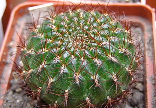 Sulcorebutia mentosa (2311 відвідувань) Sulcorebutia mentosa