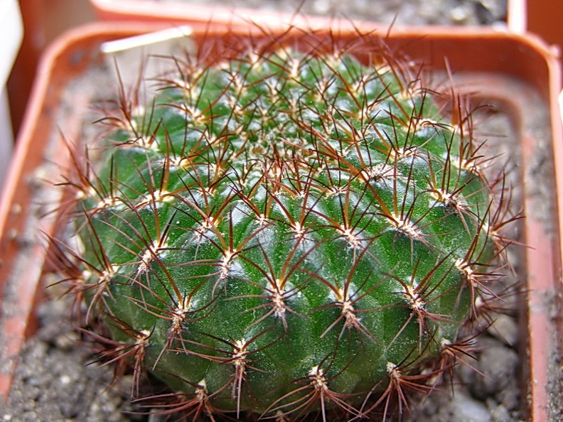 Sulcorebutia mentosa (2312 відвідувань) Sulcorebutia mentosa