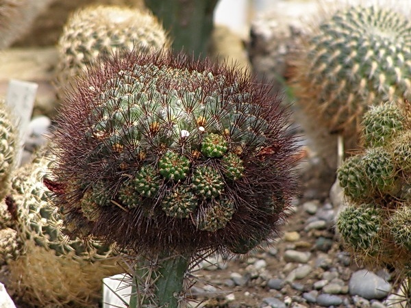 Sulcorebutia mentosa 1 (2112 відвідувань) Sulcorebutia mentosa 1