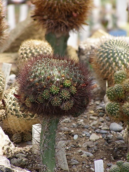 Sulcorebutia_mentosa_1.jpg