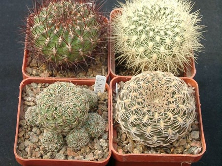 Sulkorebutia mentoza S swobodae S misqensis S arenacea (1727 відвідувань) Sulkorebutia mentoza S swobodae S misqensis S arenacea