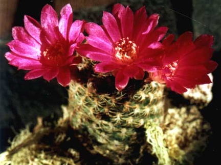 Sulcorebutia breviflora (2692 відвідувань) Фото и растение Арлена Александровича Буренкова (Киев)... Sulcorebutia breviflora