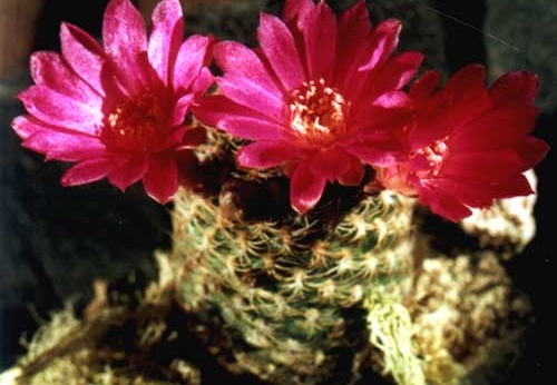 Sulcorebutia breviflora (2691 відвідувань) Фото и растение Арлена Александровича Буренкова (Киев)... Sulcorebutia breviflora