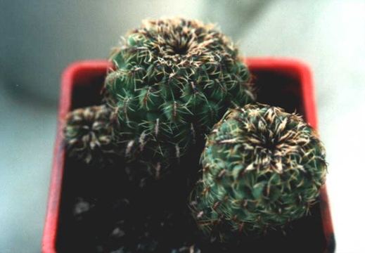 Sulcorebutia sp. Butuis (2730 відвідувань) Фото Юрия Пикуля (Киев). Растение Александра и Сергея Ч�... Sulcorebutia sp. Butuis
