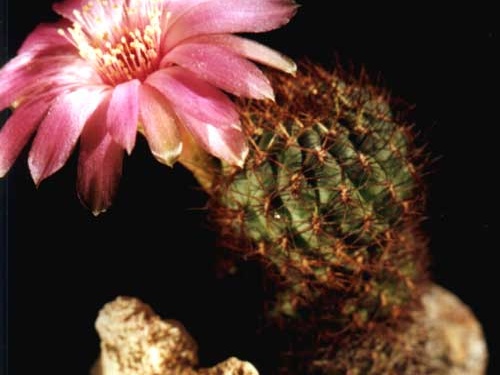 Sulcorebutia frankiana (2878 відвідувань) Фото и растение Арлена Александровича Буренкова (Киев)... Sulcorebutia frankiana