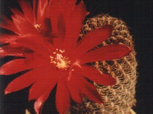 verticillata v cuprea (2201 відвідувань) verticillata v cuprea