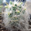 Tephocactus floccosus1 Burzak FG (2203 відвідувань) Tephocactus floccosus1 Burzak FG