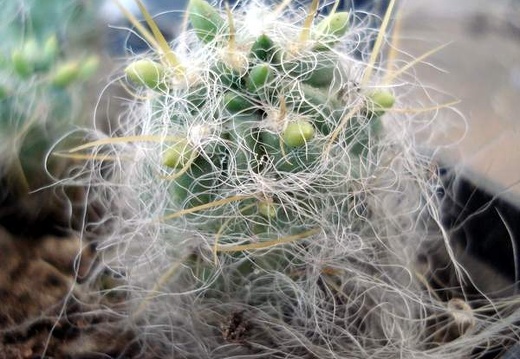 Tephocactus floccosus1 Burzak FG (2203 відвідувань) Tephocactus floccosus1 Burzak FG
