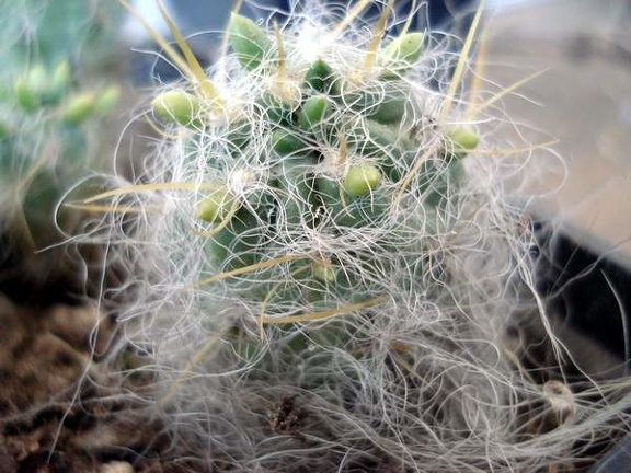 Tephocactus floccosus1 Burzak FG (2203 відвідувань) Tephocactus floccosus1 Burzak FG