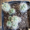 Tephocactus_floccosus_Burzak_FG.JPG