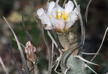 Tephrocactus articulatus Zhyvot (2184 відвідувань) Tephrocactus articulatus Zhyvot
