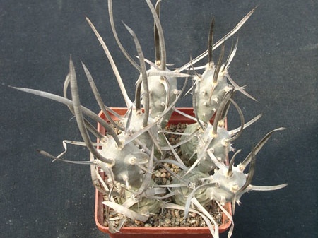 Tephrocactus articulatus v bolivensis (2065 відвідувань) Tephrocactus articulatus v bolivensis