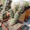 Tephrocactus_strobiliformis.jpg