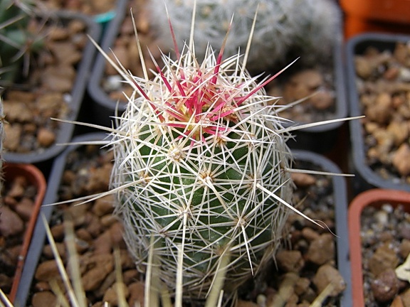 Thelocactus bicolor (3155 відвідувань) Фото и растение Ивановой Елены (Киев) Thelocactus bicolor