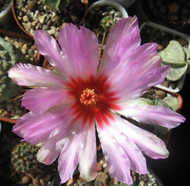 Thelocactus_bicolor_v_texensis.jpg