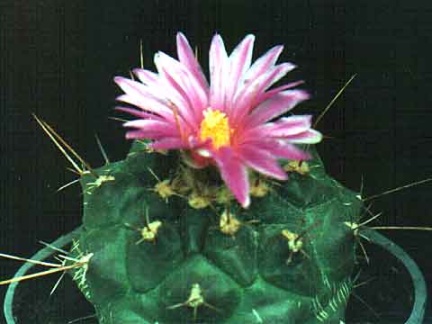 Thelocactus bueckii (2942 відвідувань) Фото и растение Александра и Сергея Червинко (Винница) Thelocactus bueckii