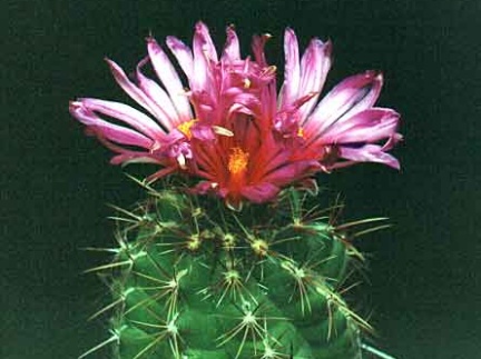 Thelocactus heterochromus (2892 відвідувань) Фото и растение Александра и Сергея Червинко (Винница)... Thelocactus heterochromus