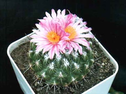 Thelocactus sauerii (3047 відвідувань) Фото и растение Александра и Сергея Червинко (Винница)... Thelocactus sauerii