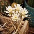 Toumeya papyracantha (2478 відвідувань) Toumeya papyracantha - Фото и растение Виталия Широкоступа (Винн�... Toumeya papyracantha