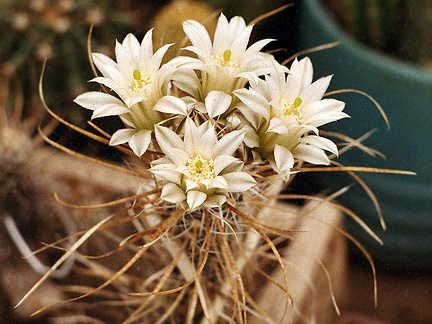 Toumeya papyracantha (2480 відвідувань) Toumeya papyracantha - Фото и растение Виталия Широкоступа (Винн�... Toumeya papyracantha