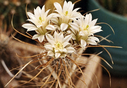 Toumeya papyracantha (2478 відвідувань) Toumeya papyracantha - Фото и растение Виталия Широкоступа (Винн�... Toumeya papyracantha