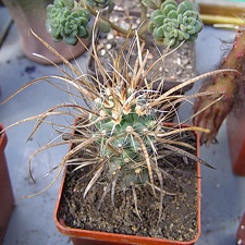Toumeya papiracantha (2681 відвідувань) Toumeya papiracantha