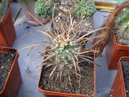 Toumeya papiracantha (2681 відвідувань) Toumeya papiracantha