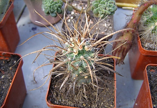 Toumeya papiracantha (2679 відвідувань) Toumeya papiracantha
