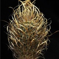 Toumeya papyracantha Leo (2073 відвідувань) Toumeya papyracantha Leo