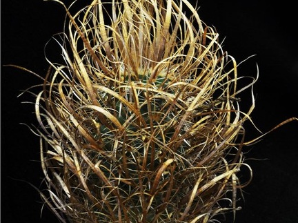 Toumeya papyracantha Leo (2074 відвідувань) Toumeya papyracantha Leo