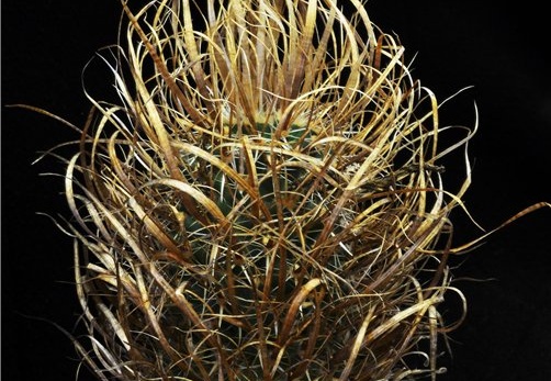 Toumeya papyracantha Leo (2072 відвідувань) Toumeya papyracantha Leo