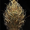 Toumeya_papyracantha__Leo.jpg